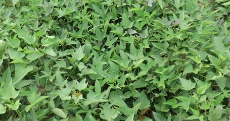 Wall Mural - Green sweet potato plants in growth at garden