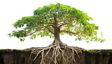 Tree Of Life With The Roots Isolated On White Background