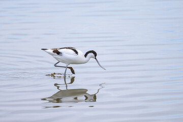 Wall Mural - A Pied Avocet walking in shallow water