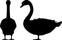 Black Silhouette Swan Vector Illustration Design