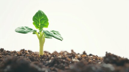 Poster - A small plant has just sprouted from the ground, showing signs of growth and new life. This image can be used to represent concepts such as new beginnings, growth, nature, and hope