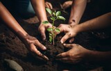 Fototapeta  - hands from a close-knit community come together to plant a young sapling, symbolizing collective growth, environmental stewardship, and the nurturing bond between people and nature.Generated image