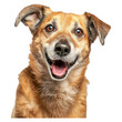Studio headshot portrait of fawn colored senior mixed breed dog smiling