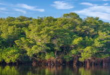 A Dense Forest Of Beautiful Red Mangroves At Cockroach Bay Aquatic Preserve Along Tampa Bay In Hillsborough County, Florida, With A Clear View Of The Aerial Prop Roots