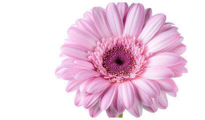 Poster - Violet-pink gerbera flower