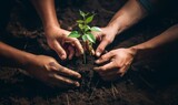 Fototapeta  - hands from a close-knit community come together to plant a young sapling, symbolizing collective growth, environmental stewardship, and the nurturing bond between people and nature.Generated image