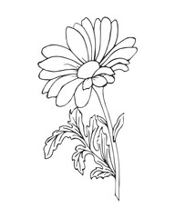 Sticker - Hand drawn echinacea flower, chamomile. Black and white illustration, sketch, vector