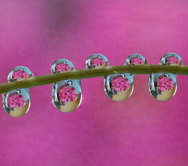 Macro of water drop droplets on a plant stork with a photo of a flower inside the water drops