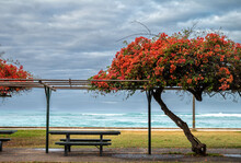 Beach Picnic Tables With Orange Bougainvillea In Waikiki, Hawaii.