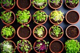 Fototapeta  - Sprouts in white bowls, view from above. Sprouting microgreens, shoots of alfalfa, Chinese cabbage, garlic, kale, lentils and radish in potting compost. Green seedlings, young plants, cotyledons