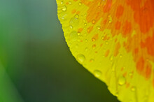 Close Up Of Orange And Yellow Canna Lily Flower Petal With Water Droplets.