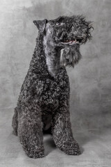 2 years old kerry blue terrier with smile