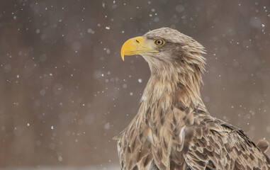 The white-tailed eagle - adult male - in early spring at the wet forest during the snowstorm