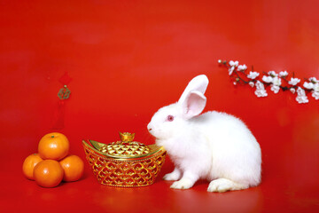 Wall Mural - Happy Lunar Chinese New Year, celebrating Mid-Autumn Festival, a cute white rabbit bunny with gold ingot, Mandarin orange and plum blossom flower on red background, lucky symbol oriental Asian style.