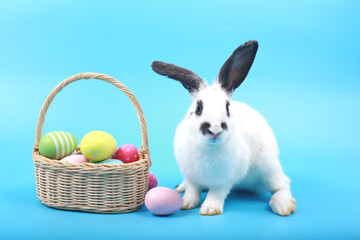 Wall Mural - Cute fluffy black spot rabbit with long ears with colorful easter eggs basket on blue background, bunny animal with easter egg, symbol of happy easter holiday festival. Spring holiday celebration.