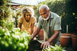 © aamulya - Multiracial married middle aged couple planting herbs at the backyard
