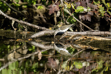 Poster - Spotted Sandpiper - actitis macularius in its natural environment when looking for food.