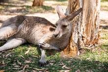 Kangaroo Resting Under A Paperbark Tree