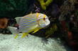 Coral reef and tropical fish - Sailfin snapper -Symphorichthys spilurus 