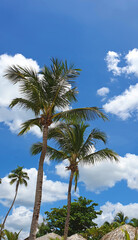 Wall Mural - tropical coconut palm trees with clear blue sky as copy space background.