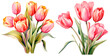 © juliiapanukoffa - Set of watercolors tulip, isolated on transparent background. Floral watercolor illustration, spring flowers