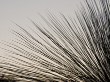 Spiky Leaves Of A Grass Tree In Silhouette