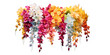 bunch of hung orchids transparent background