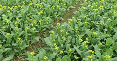 Wall Mural - Green choy sum in growth at vegetable garden