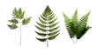 Fern and Plants for Your Garden Design - Top View PNG Digital Art with Transparent Background