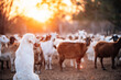 © Austockphoto - Big white hairy dog watching goats in a yard with the sunset behind