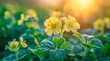 Bright yellow flowers of green pea plants with sunlight shining through the petals, AI generated
