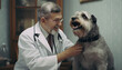 Um veterinário examinado um cachorro