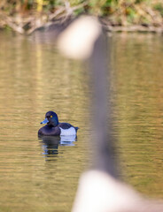 Sticker - Tufted Duck on lake with blured outline of Canada Goose in foreground.