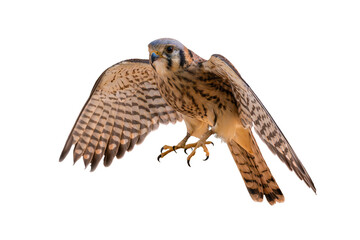 Wall Mural - American Kestrel (Falco sparverius) High Resolution Photo, on a Transparent PNG Background