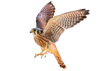 Wall Mural - American Kestrel (Falco sparverius) High Resolution Photo, on a Transparent PNG Background