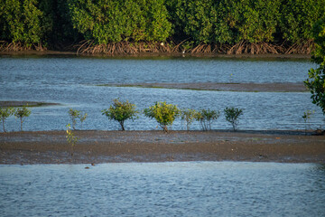 Wall Mural - Aceh mangrove forest