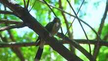 Guira (Guira Guira) Is A Larval Cuckoo, The Only Member Of The Genus Guira. It Is Found In Southern And Eastern Brazil, Non-mountainous Bolivia, Paraguay, Uruguay And Northern Argentina. 
