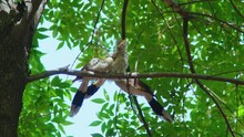 Guira (Guira Guira) Is A Larval Cuckoo, The Only Member Of The Genus Guira. It Is Found In Southern And Eastern Brazil, Non-mountainous Bolivia, Paraguay, Uruguay And Northern Argentina. 