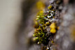 Textured lichen growing on bark of cherry tree covered with lichen and moss.