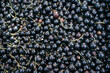 harvest of ripe black currants. bunch of black berries at a local market as a background or food texture.