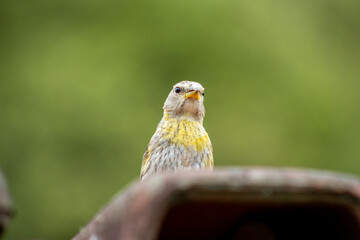 Canario da Terra, bird of the Brazilian fauna. In Sao Paulo, SP. Beautiful yellow bird