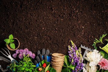 Garden tools and plants on a soil background. Spring garden works concept.