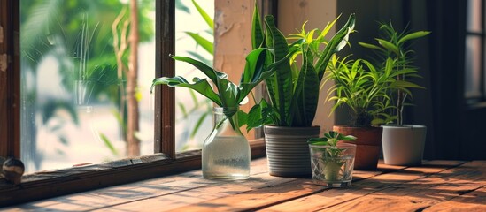 Wall Mural - Indoor plants placed on wooden table in front of window, enclosed in clear glass cup and vase.