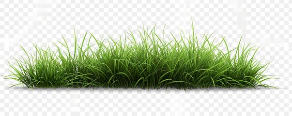 Canvas Print - green grass isolated on white HD 8K wallpaper Stock Photographic Image