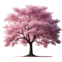 Cherry Tree Isolated On Transparent Background