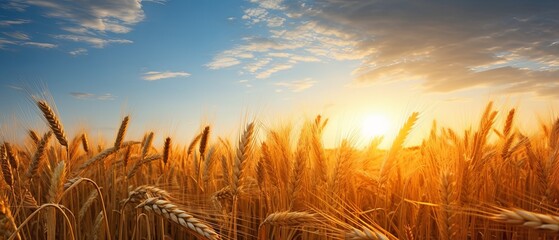 Wall Mural - A Field of Wheat With the Sun Setting in the Background