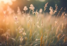 Vintage Photo Of Close Up Soft Focus A Little Wild Flowers Grass In Sunrise And Sunset Background