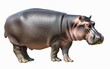 Hippopotamus, showcasing its detailed skin texture isolated on a white background.