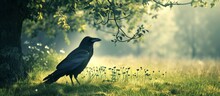 Rural Scenery With A Crow Grazing On Grass.