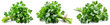 Collection of bunches of fresh parsley on a white background